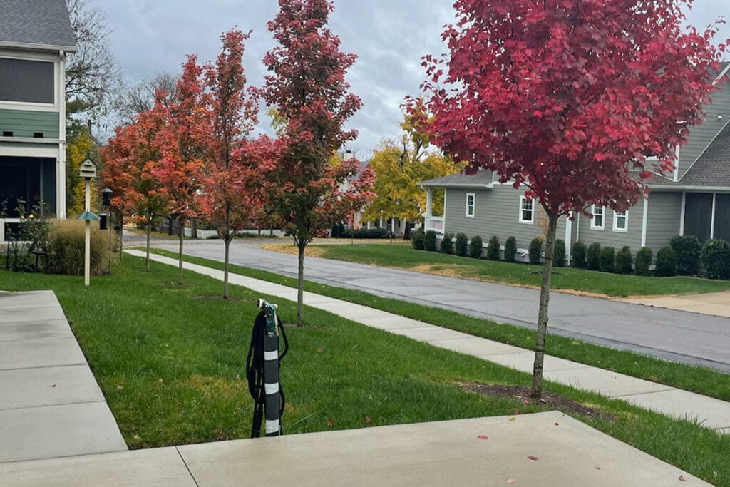 A row of red trees, installed and nursed by Opportunity landscapes