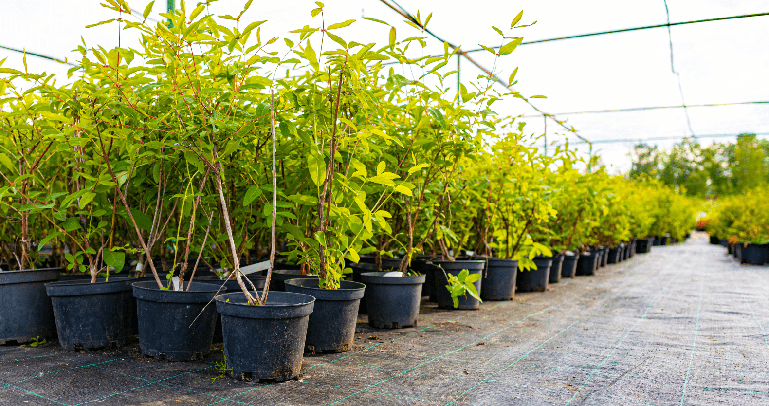 a group of bushes in a pot Landscaping and Nursery Services in Green Hills