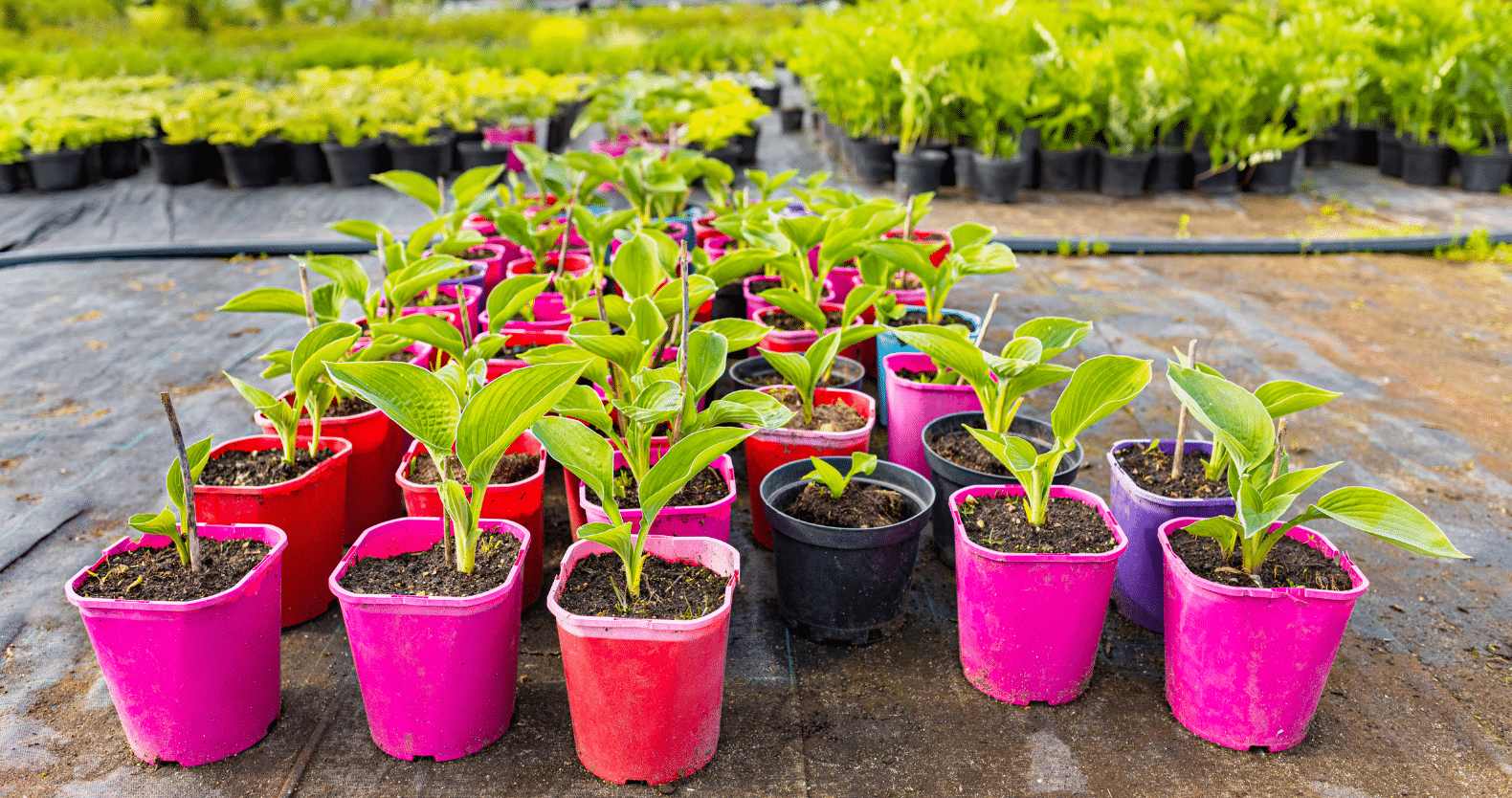 Landscaping and Nursery Services in Inglewood a pink flower pot