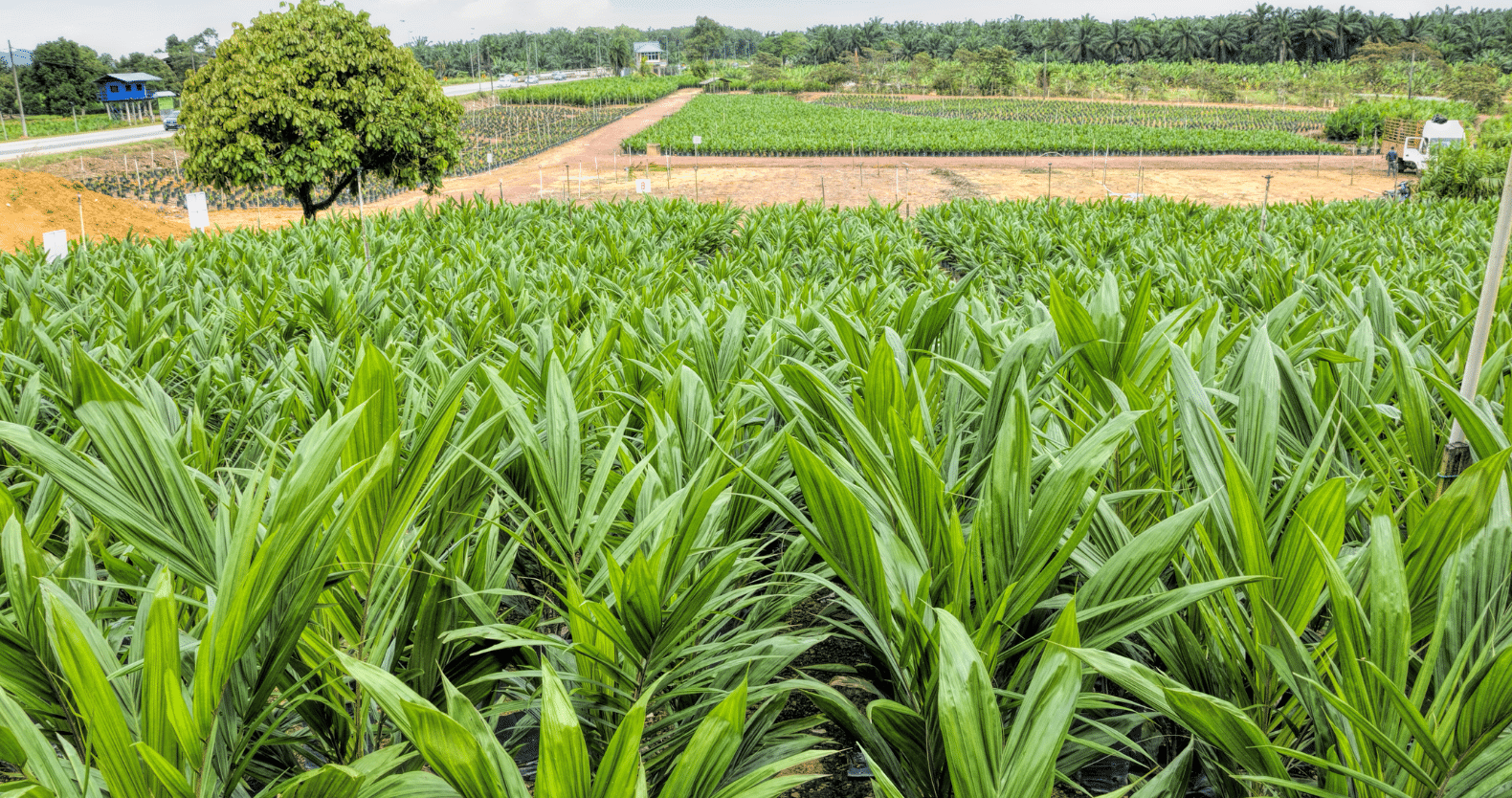 Landscaping and Nursery Services in The Nations a green plant in a garden