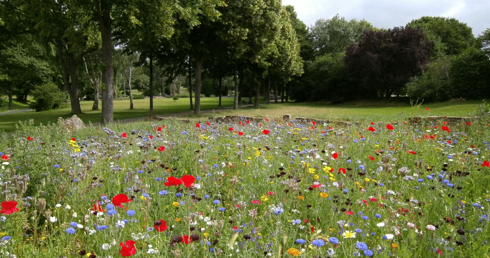 a group of colorful flowers in a field Landscaping and Nursery Services in West Nashville