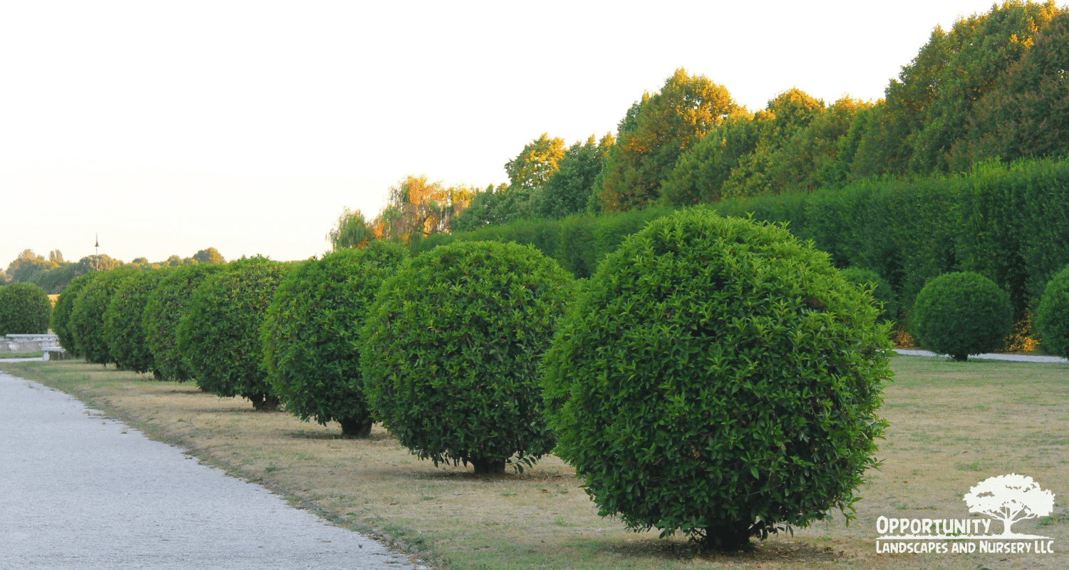Backyard Privacy Trees