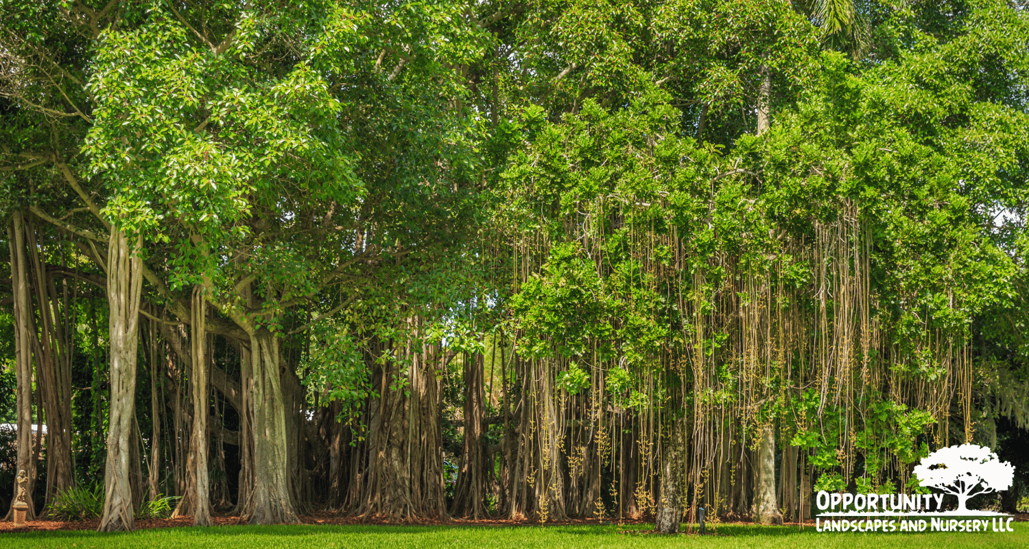 Best trees for privacy