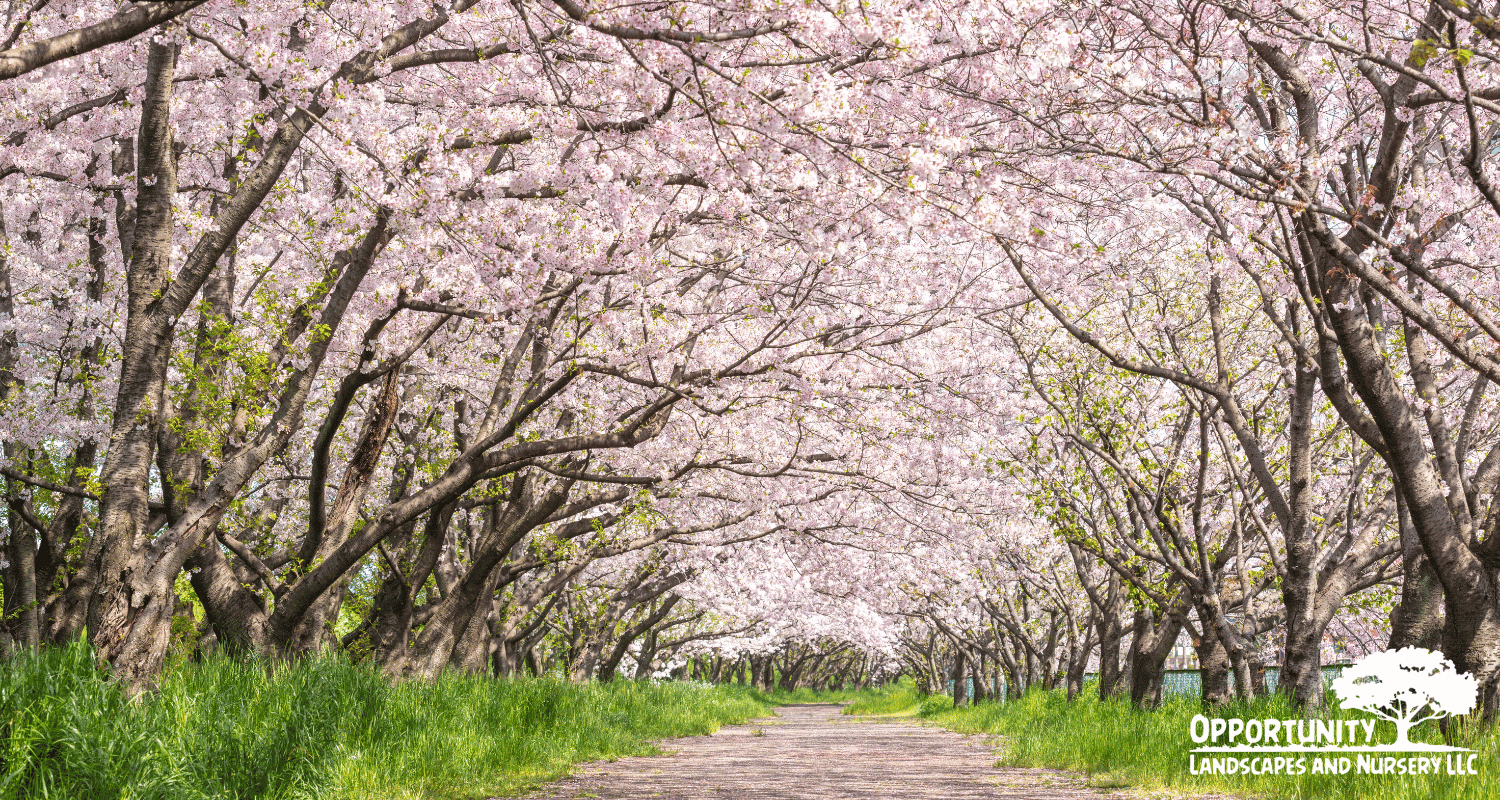 Best trees for privacy