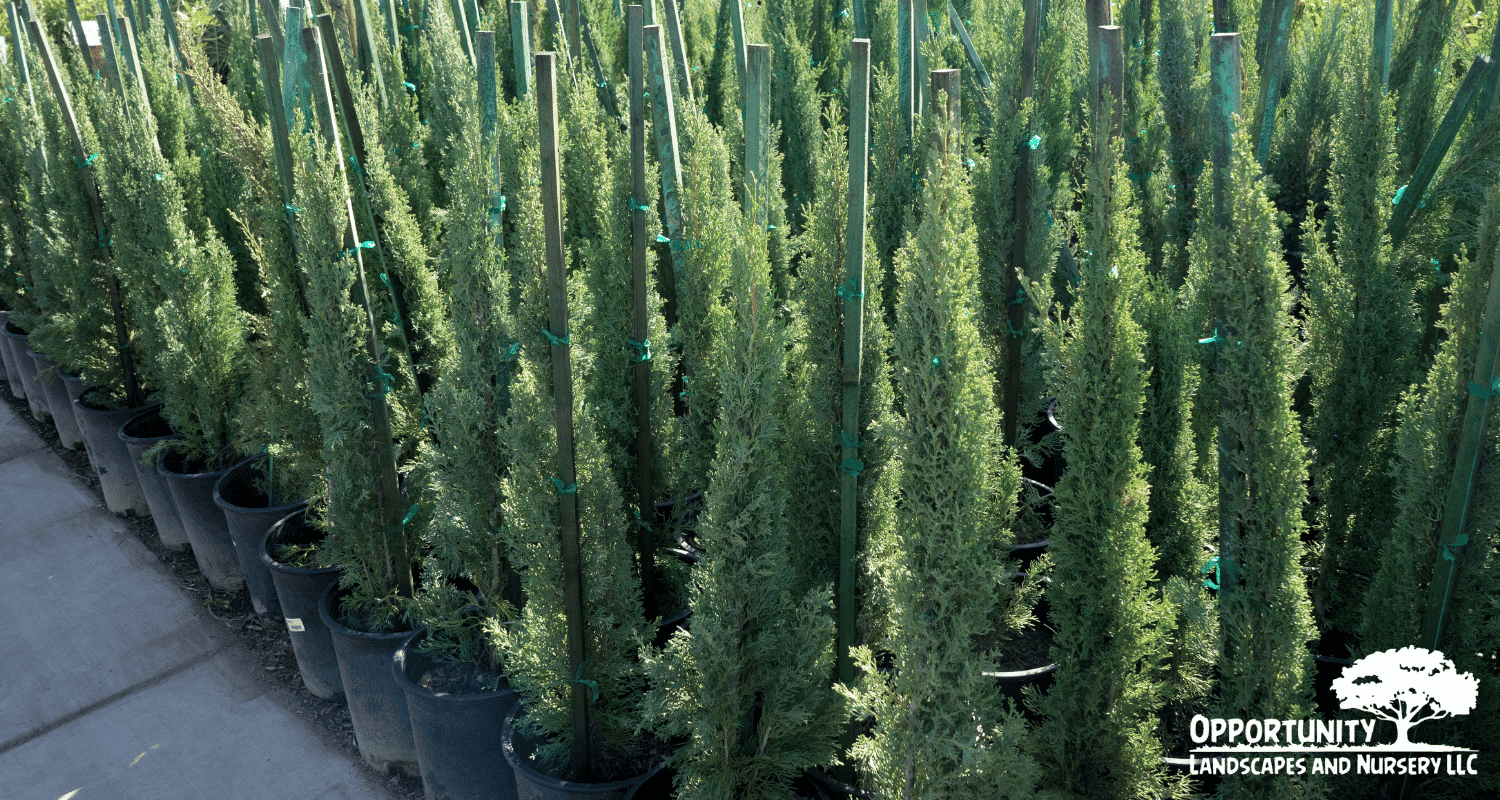 Best trees for privacy