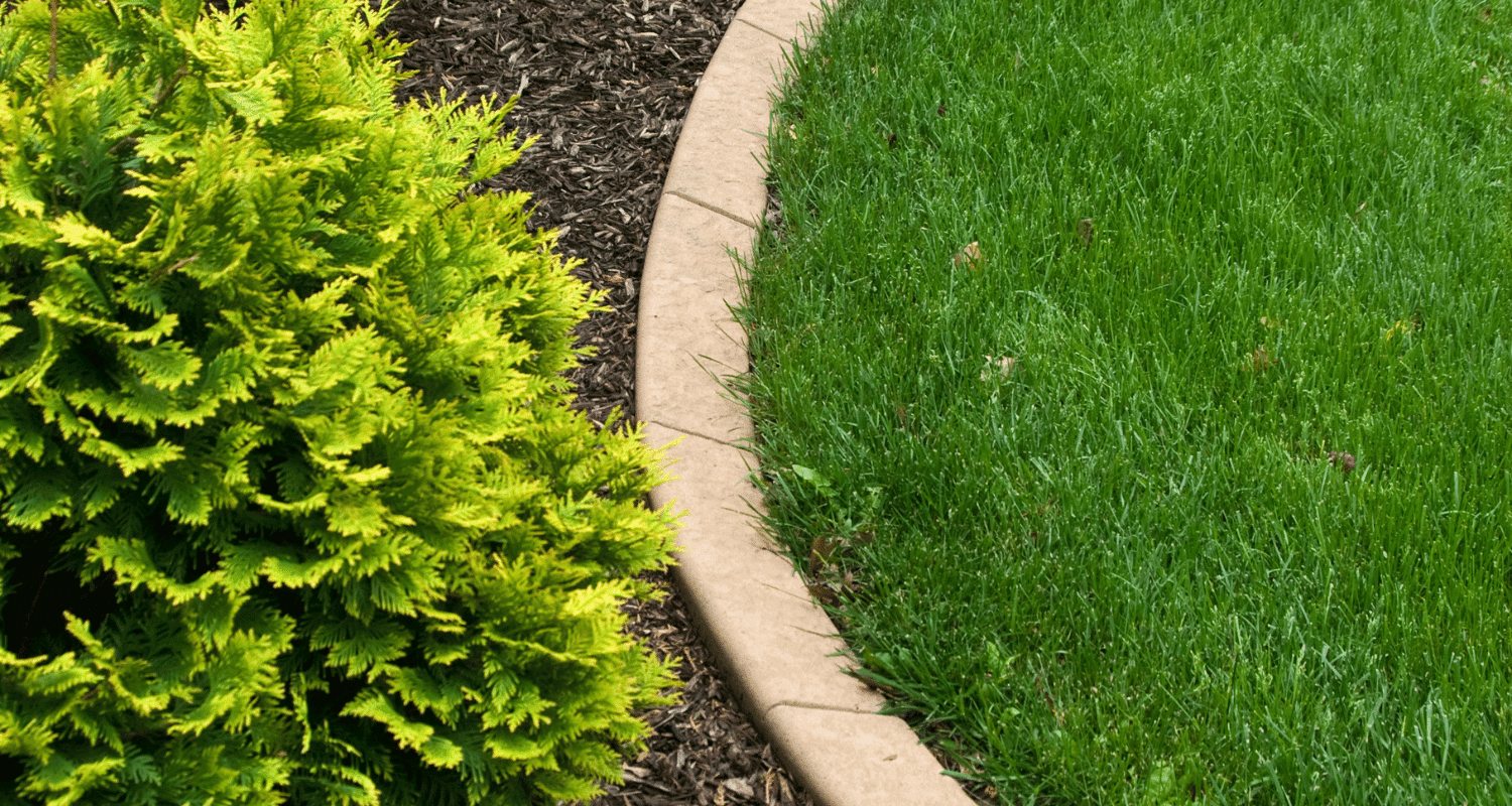 a close up of a garden