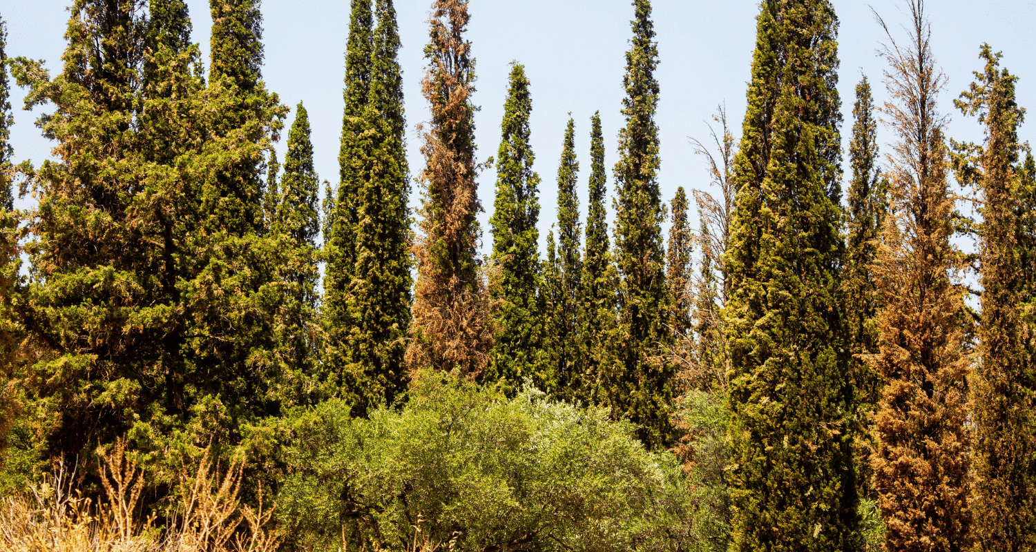 Fast Growing Privacy Trees