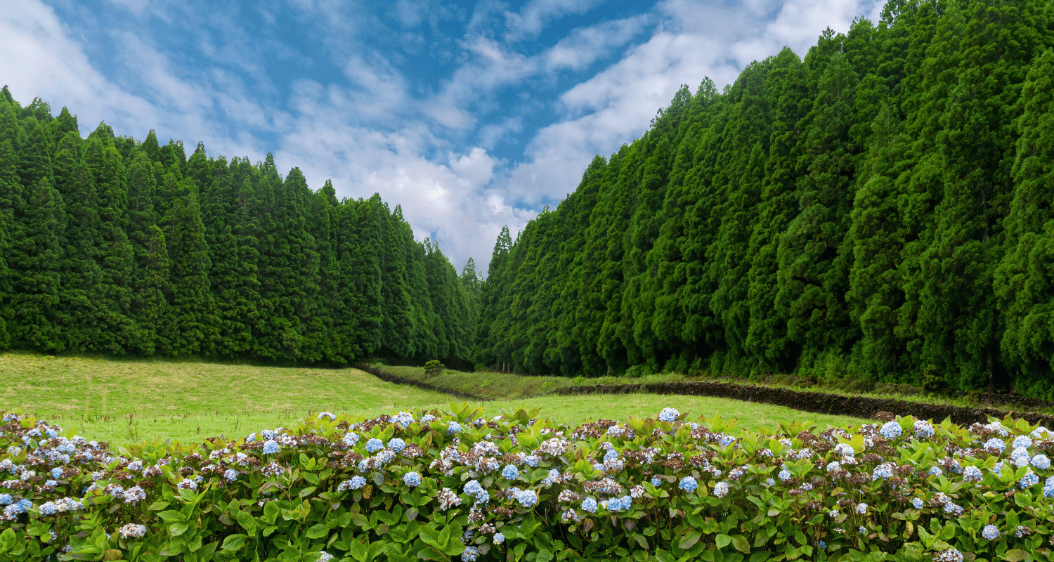 Fast Growing Privacy Trees