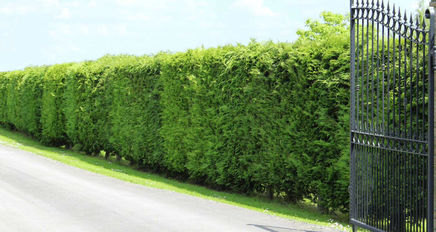 Fast Growing Privacy Trees