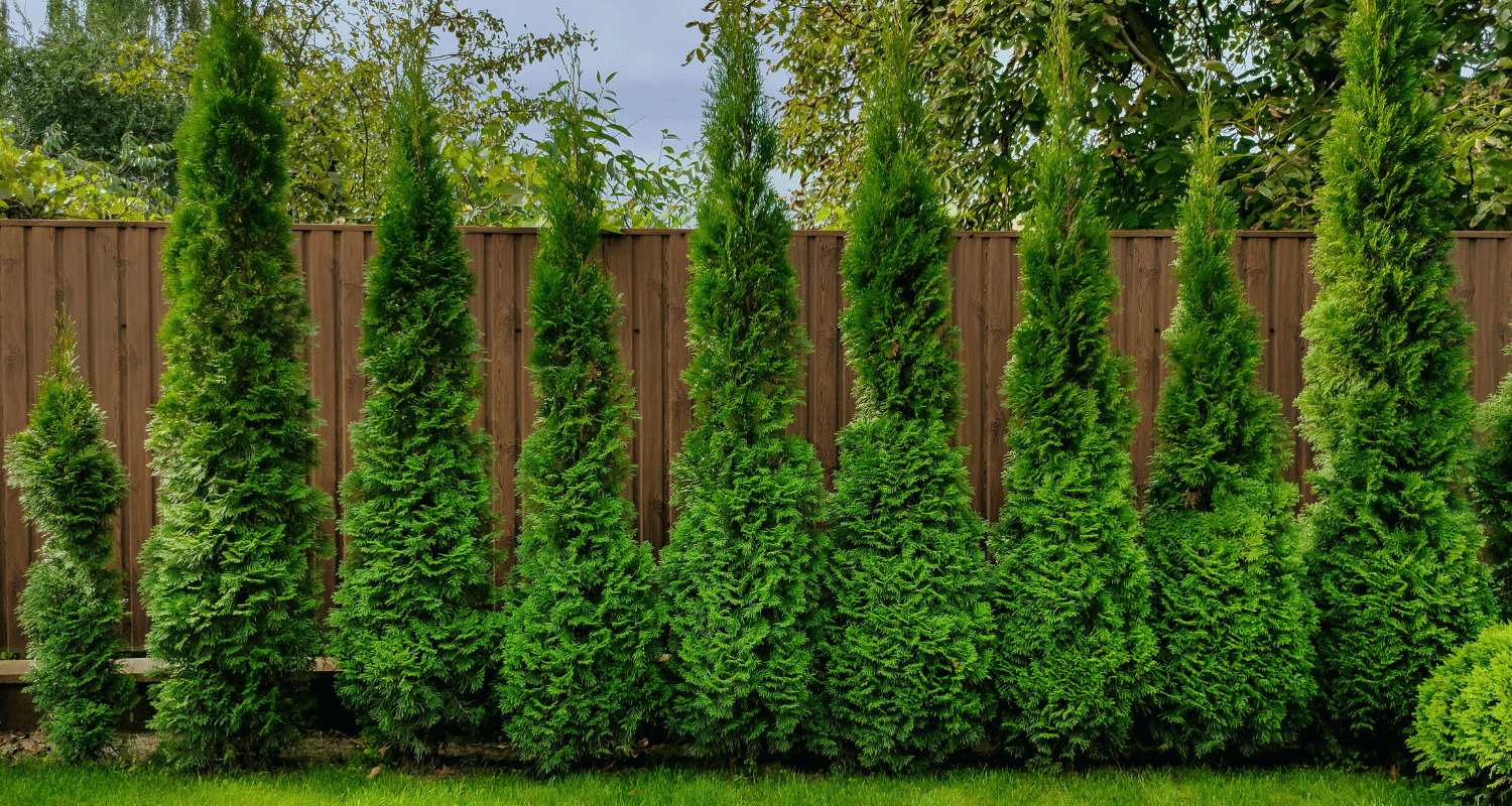 Fast Growing Privacy Trees