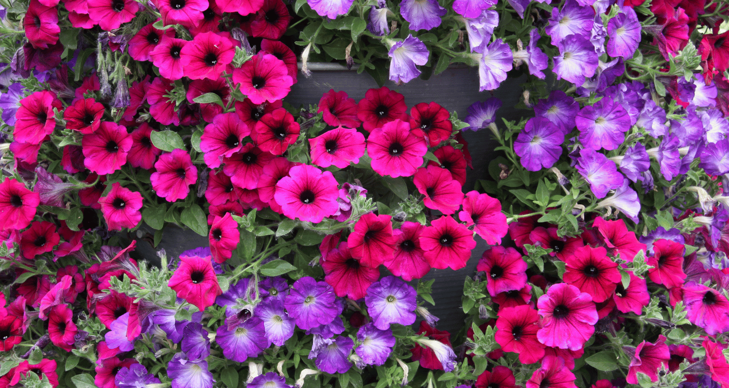 what flowers are good for landscaping in Nashville