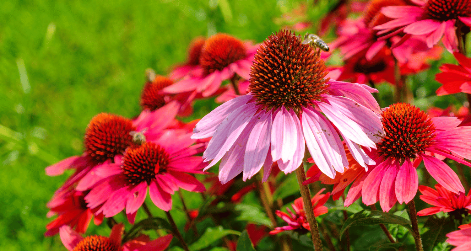 what flowers are good for landscaping in Nashville